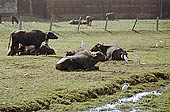 Khajuraho - the village